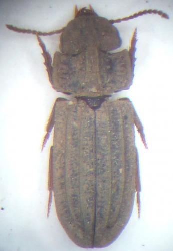 Salcedia sp.