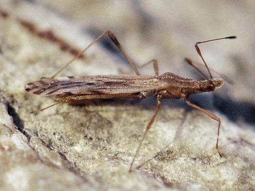 Berytinus montivagus