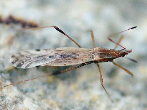 Berytinus montivagus