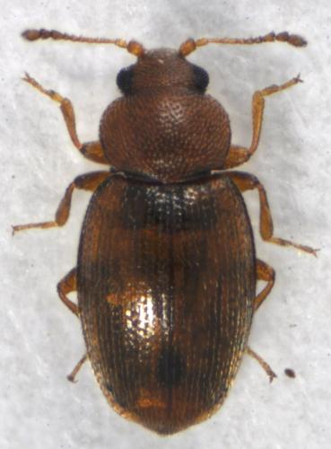 Corticarina sp.