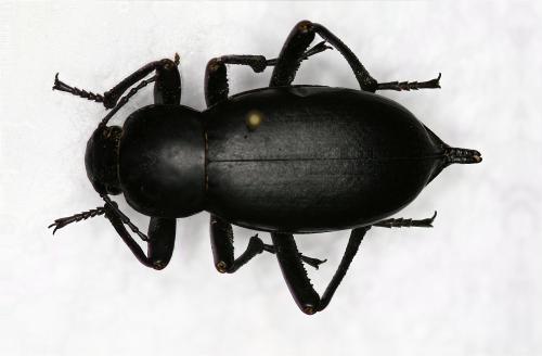 Blaps taeniolata