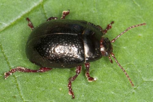 Réf. 115 055 : Chrysolina bankii