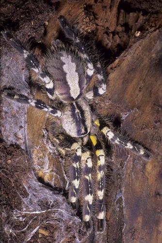 Poecilotheria regalis