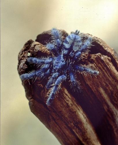 Réf. 115 217 : Avicularia versicolor