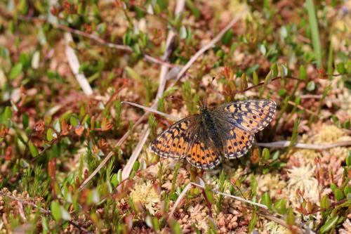 Boloria aquilonaris