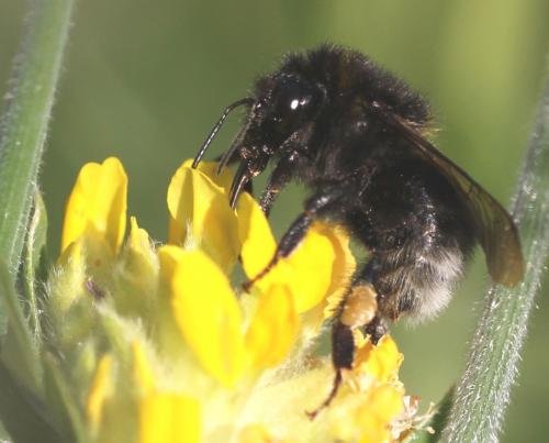 Bombus hortorum