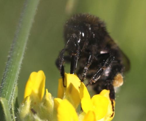 Bombus hortorum