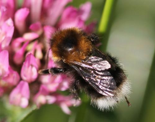 Bombus sp.