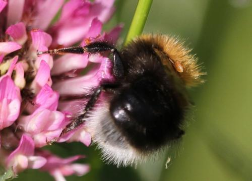 Bombus sp.