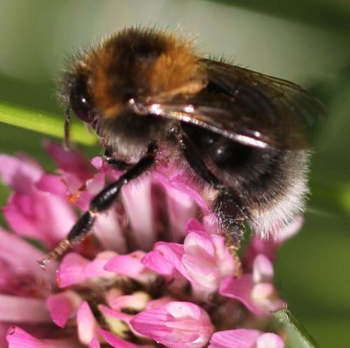 Bombus sp.