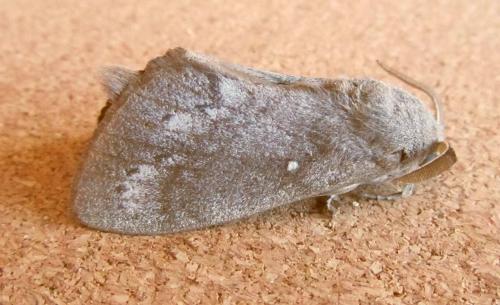 Réf. 115 362 : Dendrolimus pini