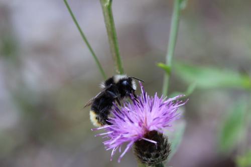 Réf. 115 014 : Bombus sp.