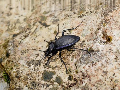 Réf. 115 365 : Carabus problematicus