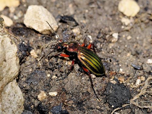 Réf. 115 361 : Carabus auronitens auronitens