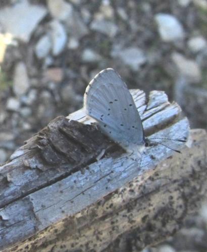 Celastrina argiolus