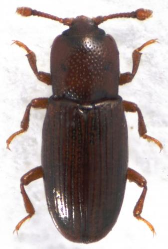 Cerylon ferrugineum