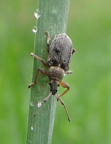 Réf. 115 755 : Phyllobius pyri