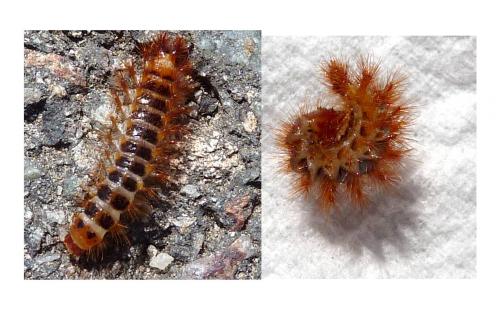 Drilus flavescens