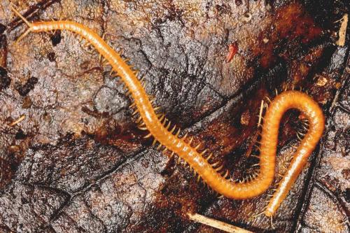 Stigmatogaster subterranea