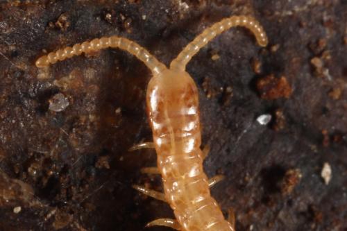 Stigmatogaster subterranea