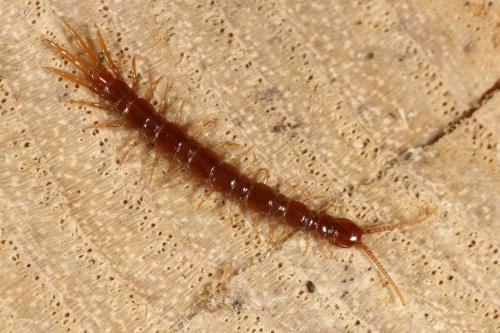 Lithobius microps