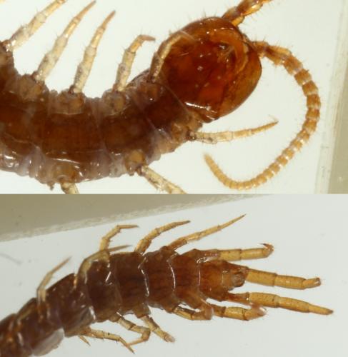 Lithobius microps