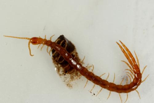 Réf. 115 481 : Cryptops sp.