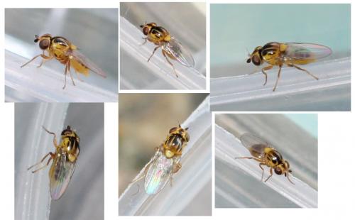 Thaumatomyia sp.