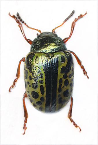 Réf. 115 554 : Calligrapha pantherina