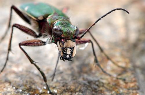 Cicindela campestris
