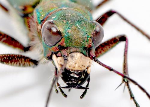 Cicindela campestris