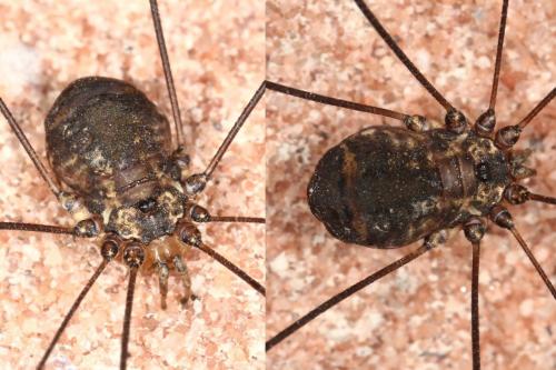 Réf. 115 386 : Leiobunum sp-a