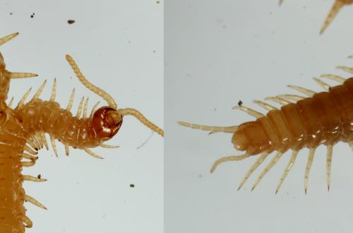 Stigmatogaster subterranea