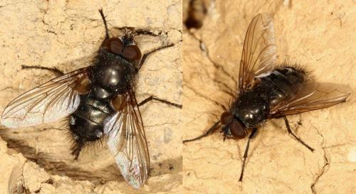 Pollenia sp.