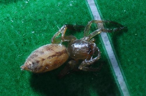 Clubiona comta