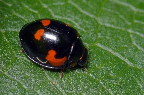 Exochomus quadripustulatus