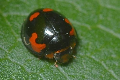 Exochomus quadripustulatus