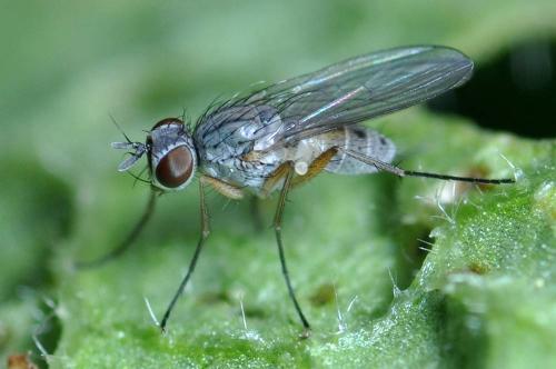 Réf. 115 722 : Coenosia sp.