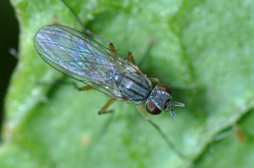 Coenosia sp.