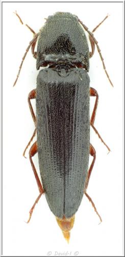 Réf. 115 878 : Melanotus villosus