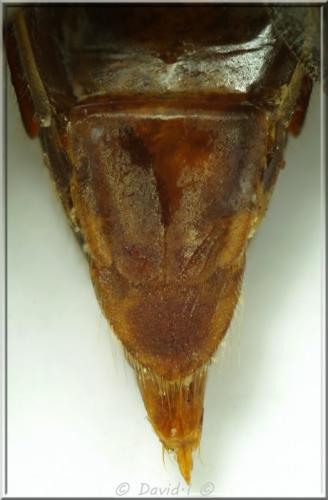 Réf. 115 879 : Melanotus villosus