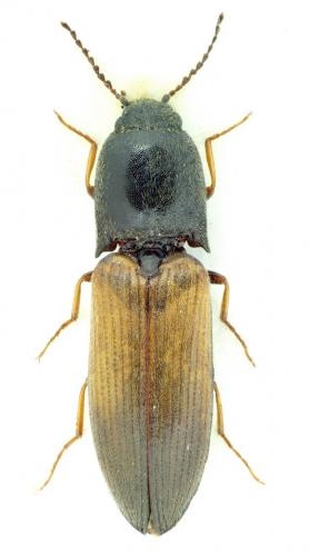Agriotes ustulatus