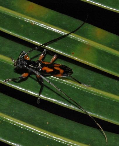 Thoracibidion flavopictum