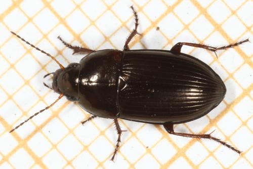 Amara convexior