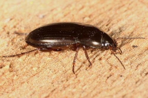 Amara convexior