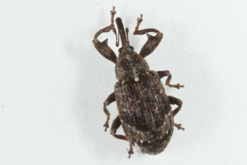 Anthonomus pomorum