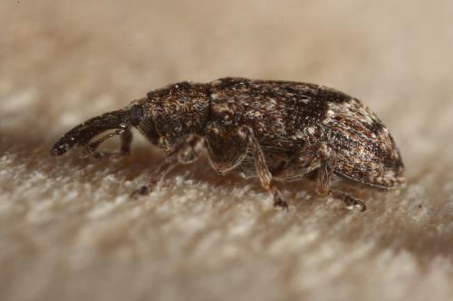 Réf. 115 815 : Anthonomus pomorum