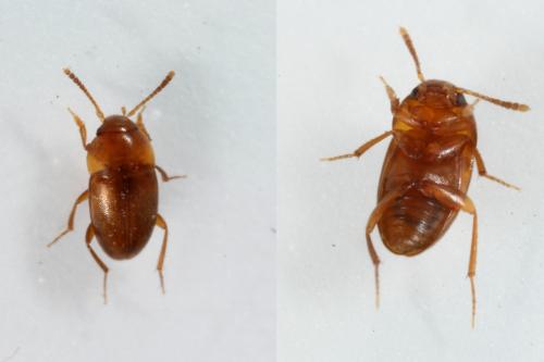 Nargus sp.