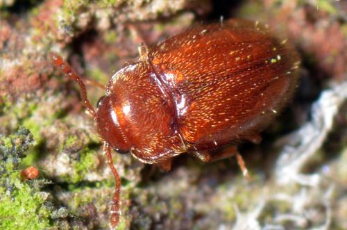 Symbiotes gibberosus