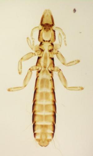 Columbicola columbae